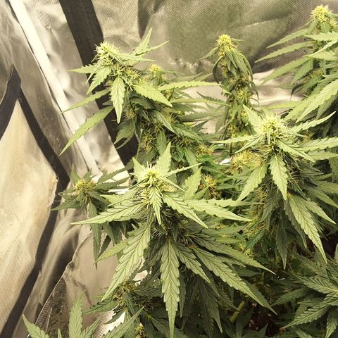 Purple kush autoflower growlog timeline photo
