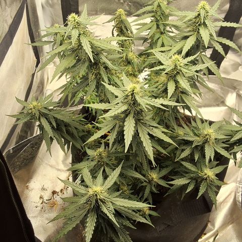 Purple kush autoflower growlog timeline photo