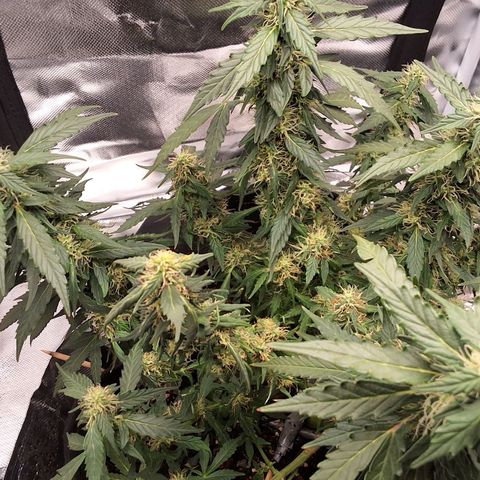 Purple kush autoflower growlog timeline photo