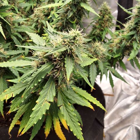Purple kush autoflower growlog timeline photo