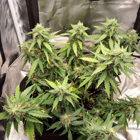 Purple kush autoflower growlog timeline photo
