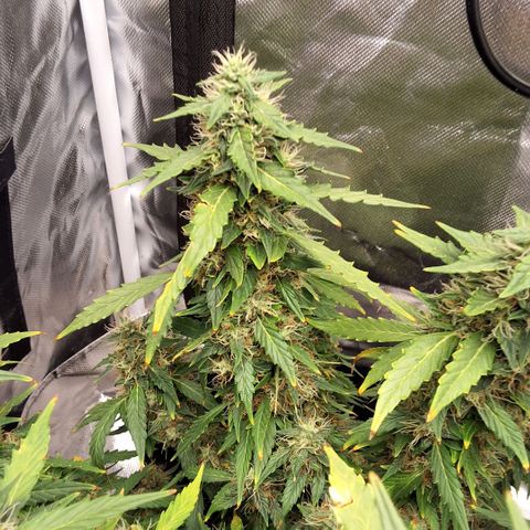 Purple kush autoflower growlog timeline photo
