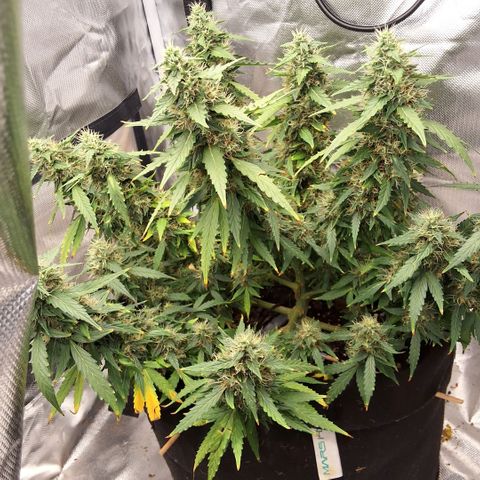 Purple kush autoflower growlog photo:  day 58 flower