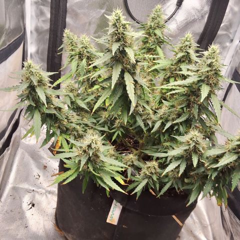Purple kush autoflower growlog timeline photo
