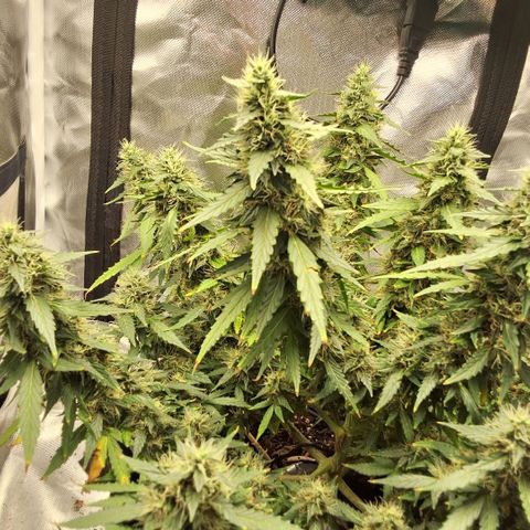Purple kush autoflower growlog timeline photo