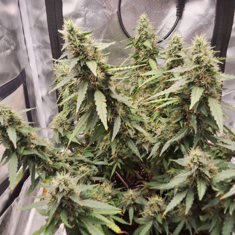 Purple kush autoflower growlog timeline photo