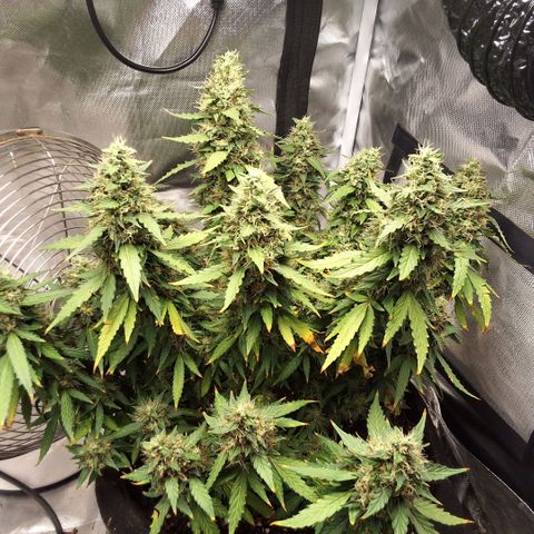 Purple kush autoflower growlog timeline photo