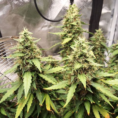 Purple kush autoflower growlog timeline photo