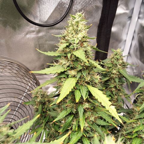 Purple kush autoflower growlog timeline photo