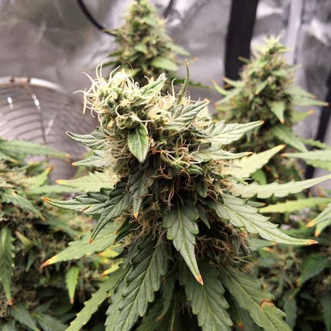 Purple kush autoflower growlog timeline photo