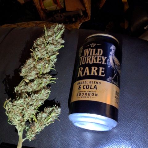 Purple kush autoflower growlog timeline photo