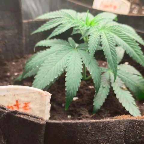 Sweet Pure CBD growlog timeline photo