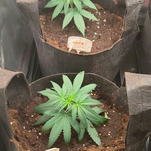 Sweet Pure CBD growlog timeline photo