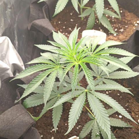 Runtz growlog photo: 2da semana de crecimiento