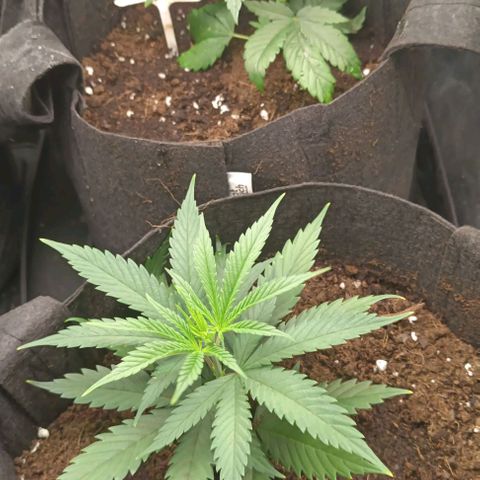 Sweet Pure CBD growlog photo: 2da semana de crecimiento 