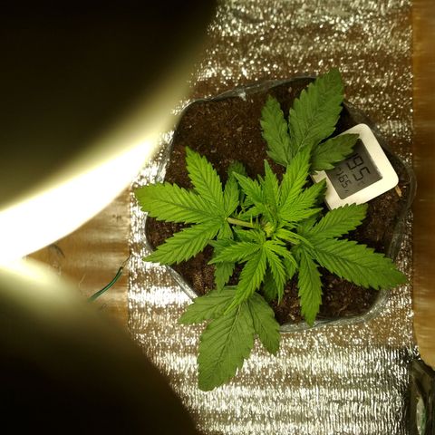 Белый русский 🚬 growlog photo: Поднял свет с 10 см до 25