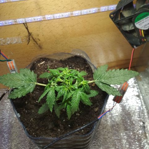 Белый русский 🚬 growlog timeline photo