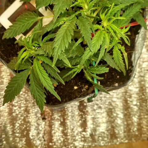 Белый русский 🚬 growlog photo: 4