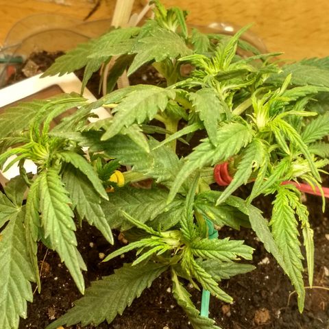 Белый русский 🚬 growlog photo: 4