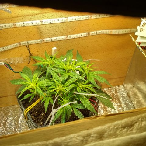Белый русский 🚬 growlog photo: 6й день цвета
