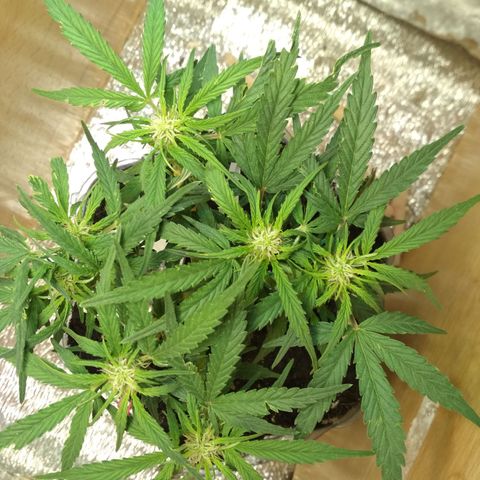 Белый русский 🚬 growlog timeline photo