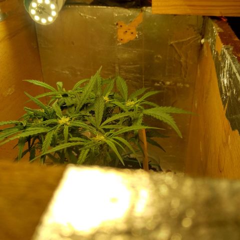 Белый русский 🚬 growlog timeline photo