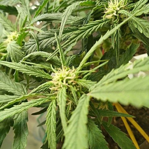 Белый русский 🚬 growlog timeline photo