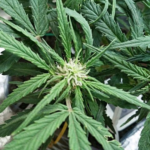 Белый русский 🚬 growlog timeline photo
