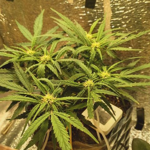 Белый русский 🚬 growlog timeline photo