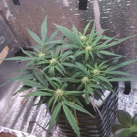 Белый русский 🚬 growlog timeline photo