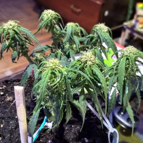 Белый русский 🚬 growlog timeline photo