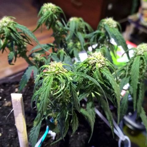 Белый русский 🚬 growlog timeline photo