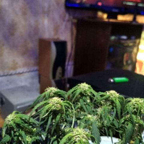 Белый русский 🚬 growlog timeline photo