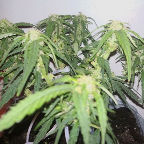 Белый русский 🚬 growlog timeline photo