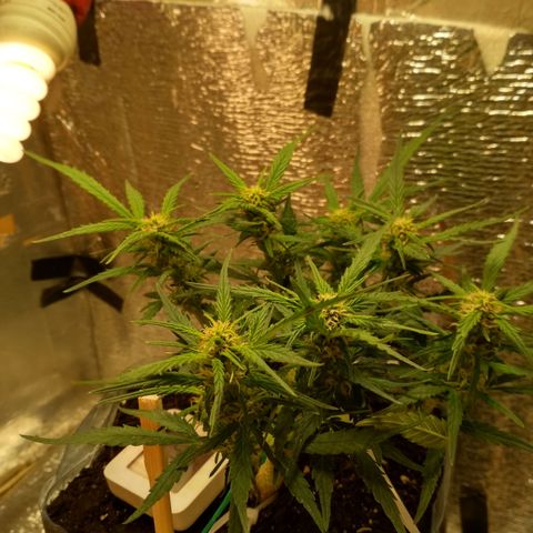 Белый русский 🚬 growlog timeline photo