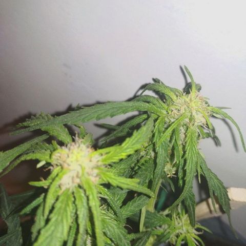 Белый русский 🚬 growlog timeline photo