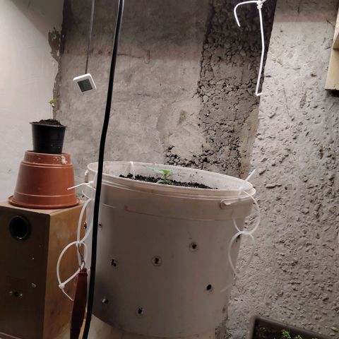N.L growlog photo: После полива. Расстояние между лампой и макушкой 40-45см
