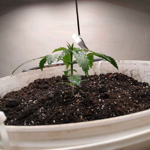N.L growlog timeline photo
