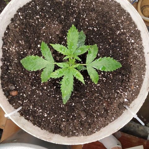 N.L growlog timeline photo
