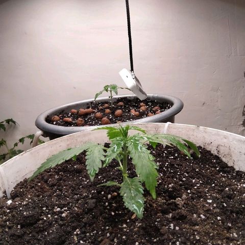 N.L growlog timeline photo