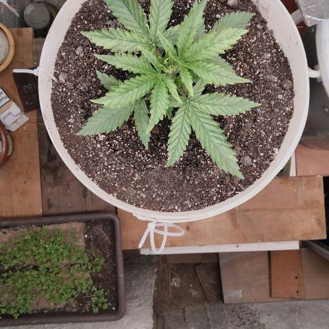 N.L growlog photo: 21й