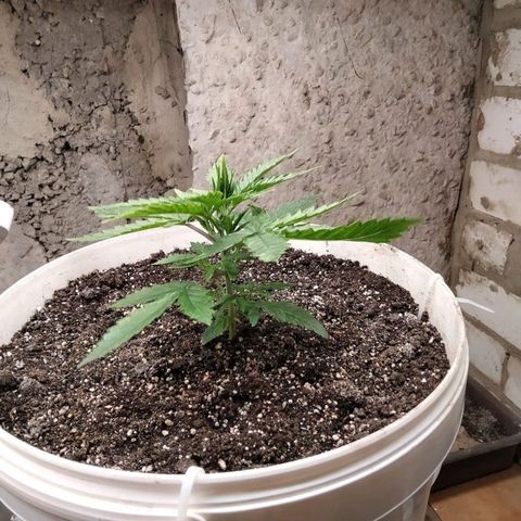 N.L growlog photo: 21й