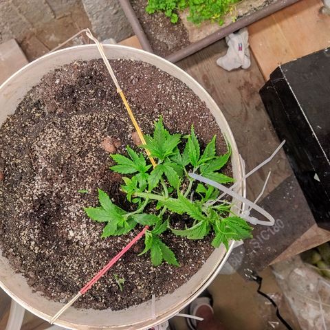 N.L growlog photo: Провел fim подрезку, сделал lst+  расстянул боковые колы