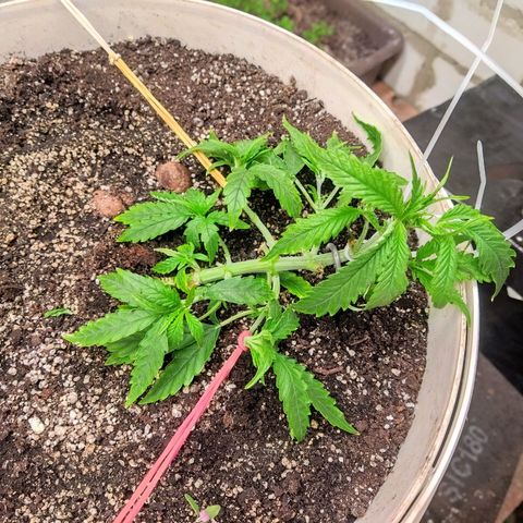 N.L growlog photo: Провел fim подрезку, сделал lst+  расстянул боковые колы