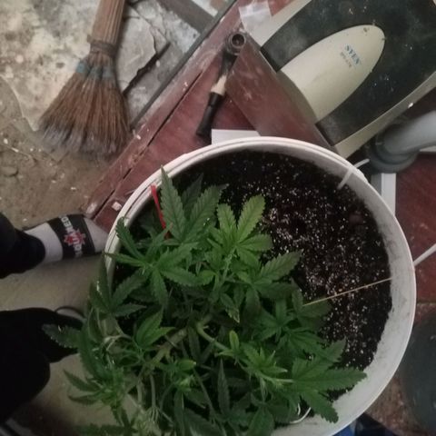 N.L growlog timeline photo