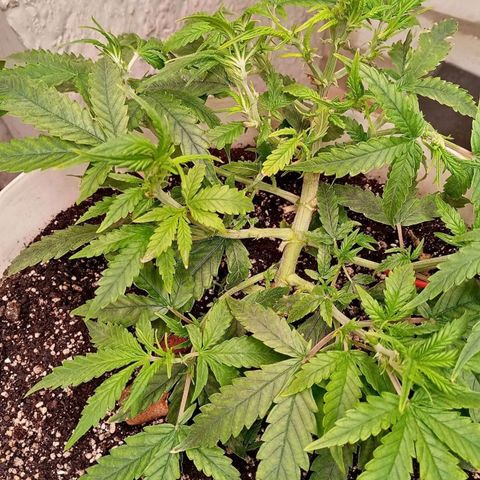 N.L growlog photo: 2 дцать какой-то там день