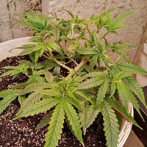 N.L growlog photo: 2 дцать какой-то там день