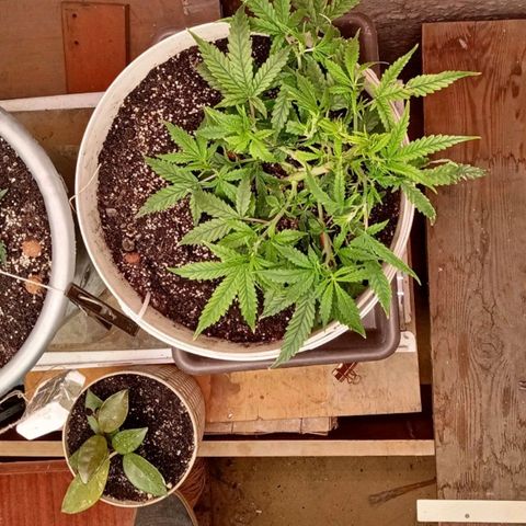 N.L growlog photo: 2 дцать какой-то там день