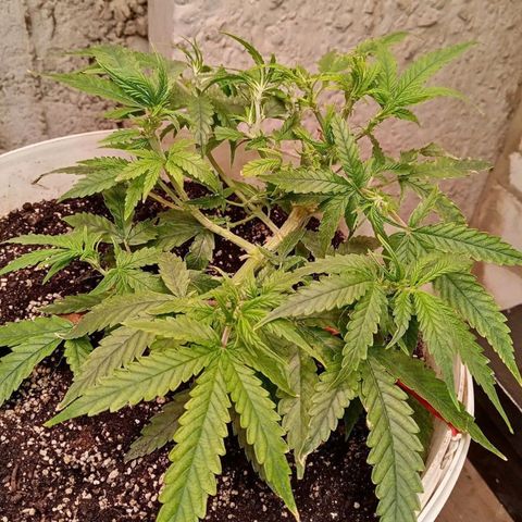 N.L growlog timeline photo