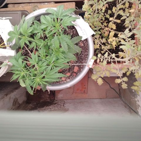 N.L growlog timeline photo